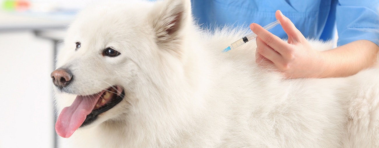 Perro vacunandose en la consulta del veterinario