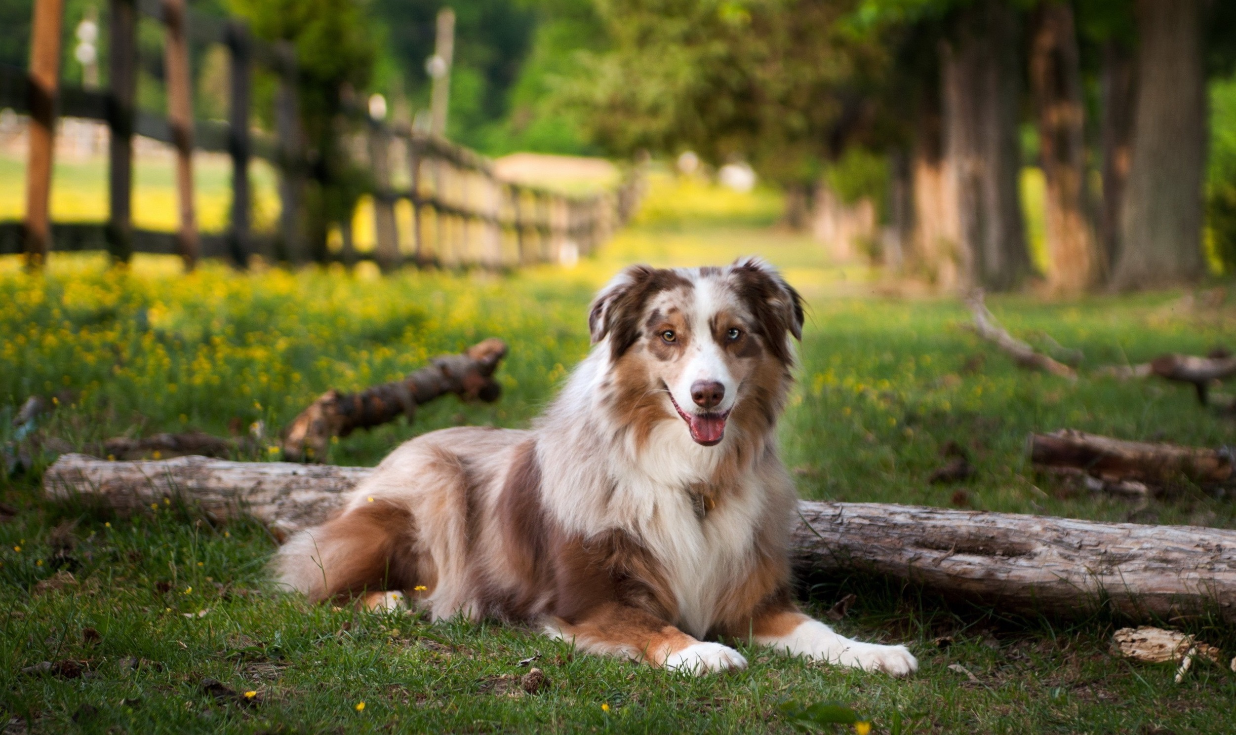 Foto de un perro de raza sentado en la hierba en un prado