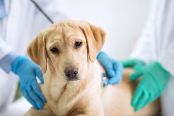 Perro en la camilla de la consulta de un veterinario atendido por un posible envenenamiento