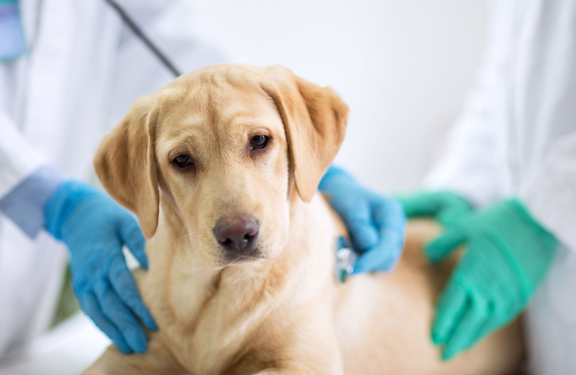 Perro en la camilla de la consulta de un veterinario atendido por un posible envenenamiento