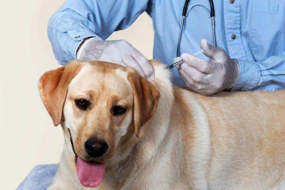 Perro en la consulta del veterinario donde le aplican la vacuna contra la rabia.