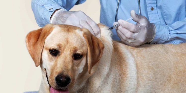 Perro en la consulta del veterinario donde le aplican la vacuna contra la rabia.
