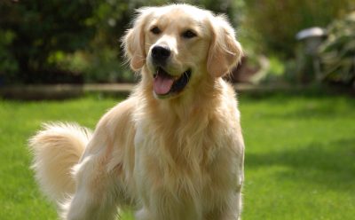 Cómo Cuidar A Un Golden Retriever - RedCanina.es