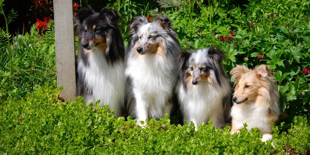 Foto de 4 perros de tamaño medio esperando junto a un poste