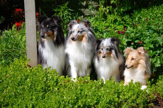 Foto de 4 perros de tamaño medio esperando junto a un poste