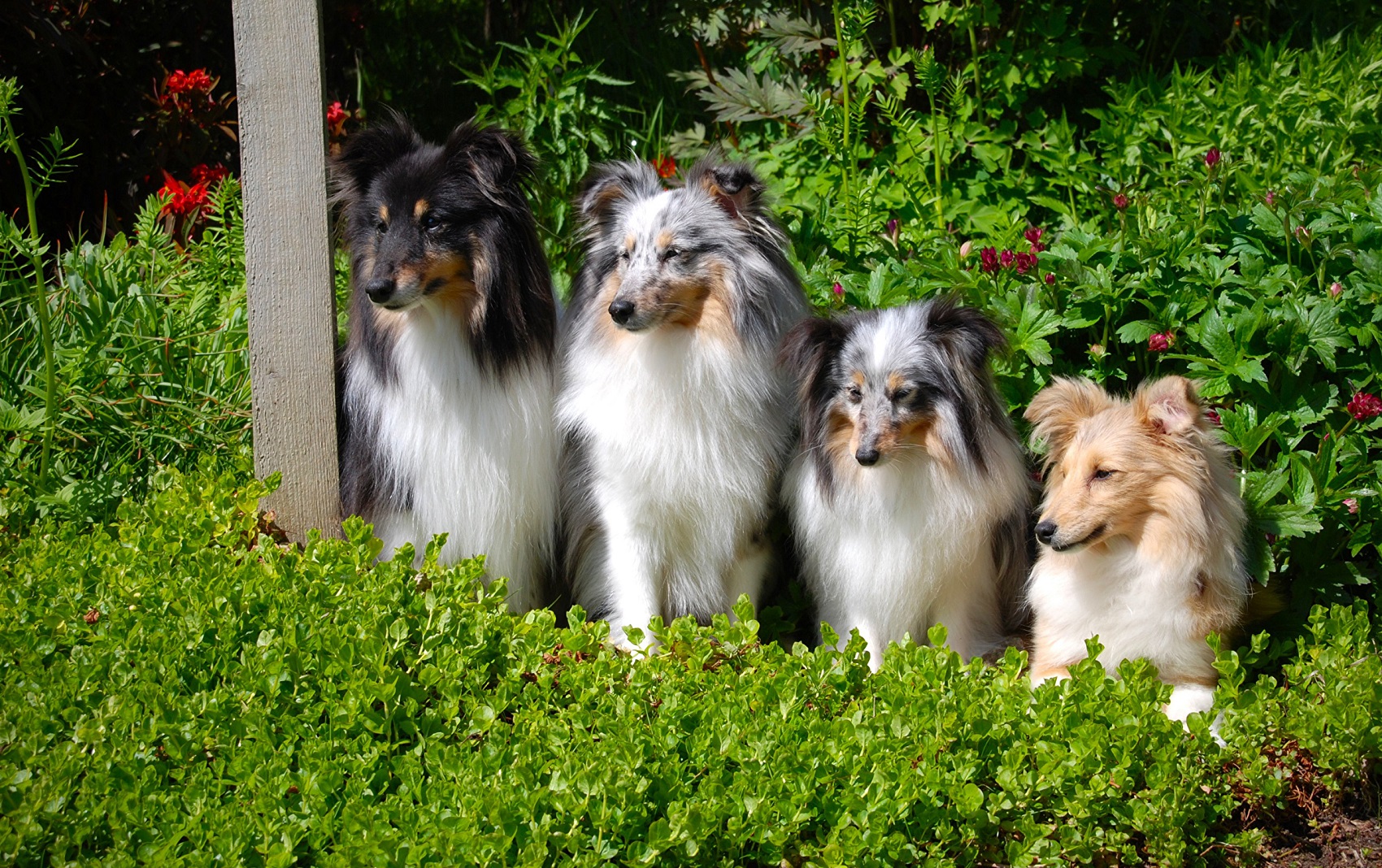 Foto de 4 perros de tamaño medio esperando junto a un poste