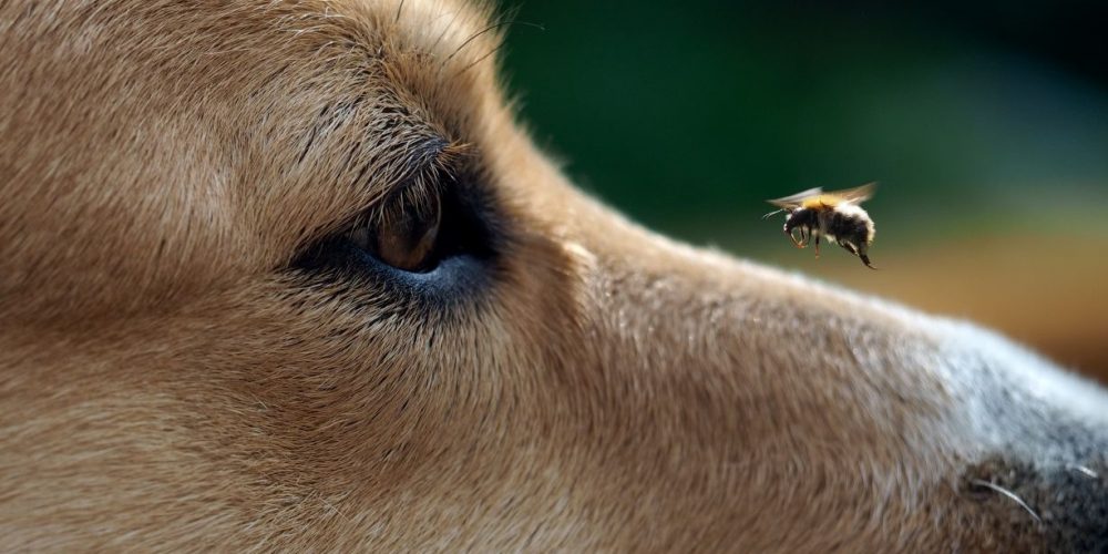 Foto de una abeja cerca de la nariz y los ojos de un perro