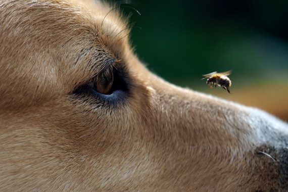 Foto de una abeja cerca de la nariz y los ojos de un perro
