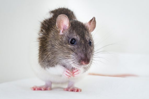 Fotos de un pequeño ratón