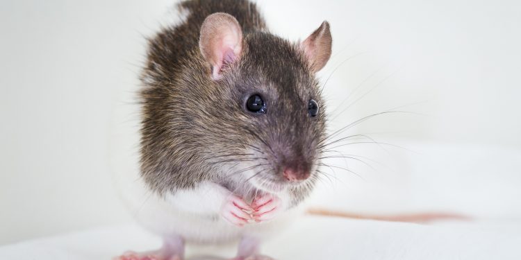 Fotos de un pequeño ratón