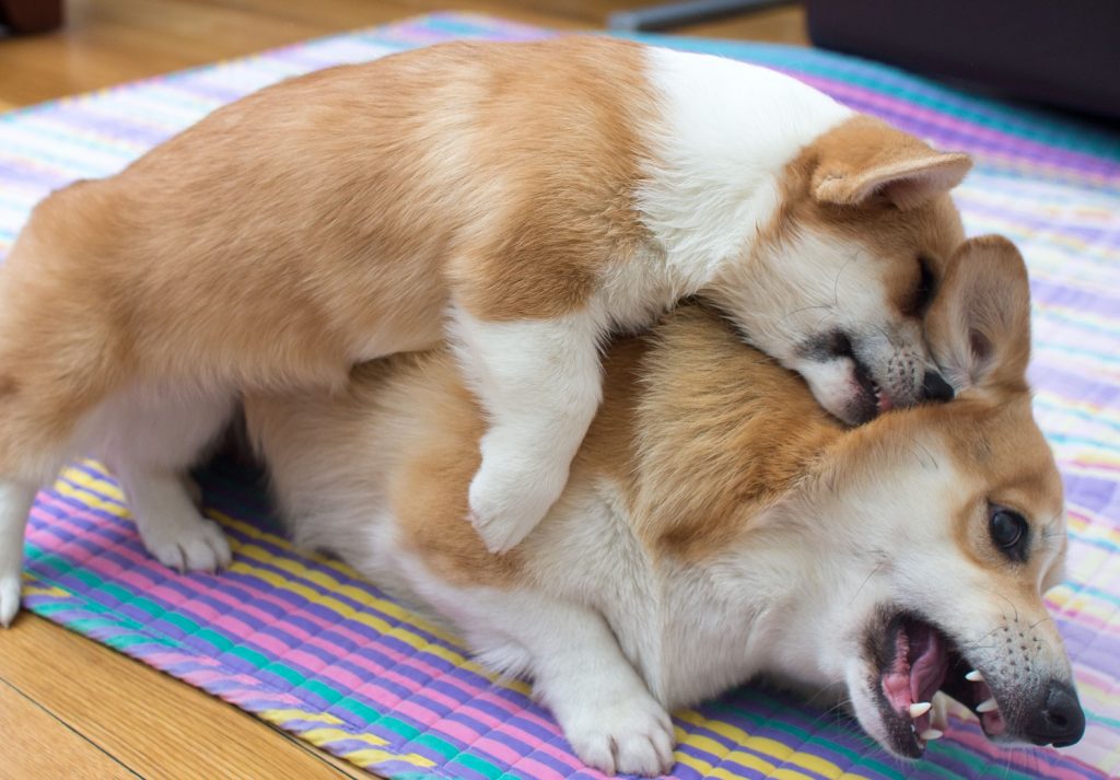 Foto de un cachorro jugando con su madre
