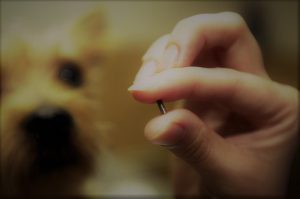 Foto con el microchip que se coloca a los perros en primer plano donde se puede ver que tiene el tamaña de un grano de arroz