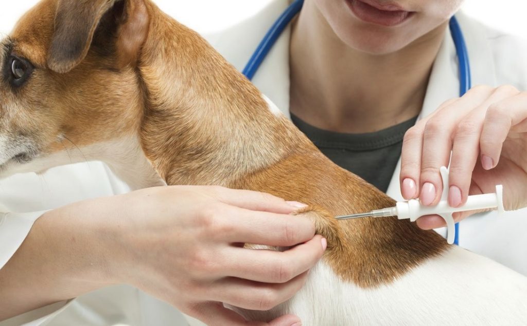 Foto de una veterinaria colocando el microchip a un perro mediante una inyección