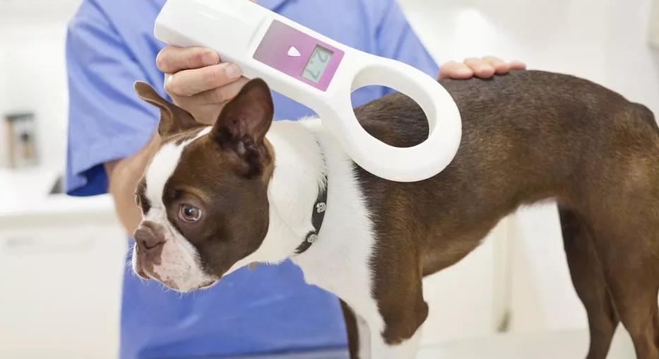 Foto de un veterinario leyendo el chip que lleva el perro perdido para poder localizar a su dueño