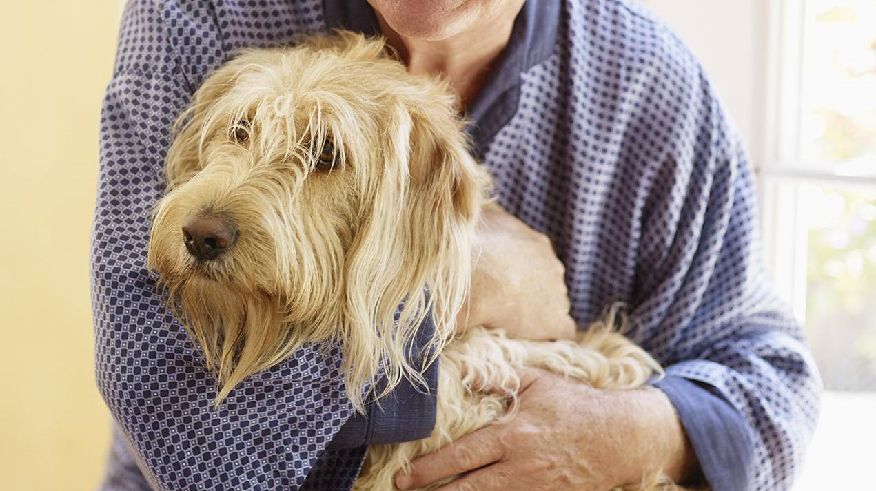 Cuáles son los síntomas de un perro viejo y cómo