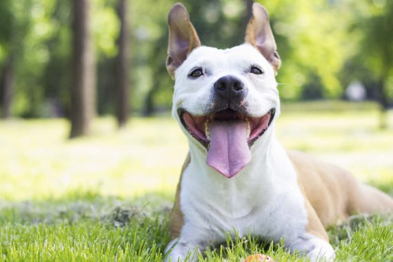 Perro sentado sobre el cesped y muy feliz y relajado