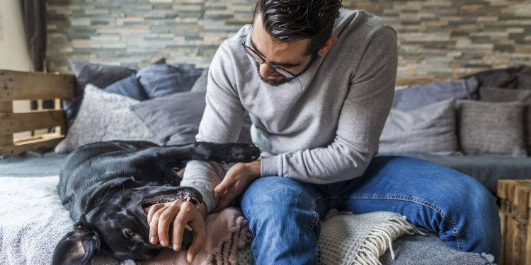 Foto de un perro sobre la cama jugando con su dueño mientras le muerde la mano