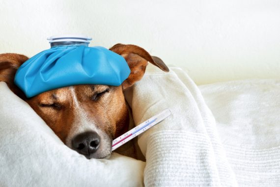 Foto de que simula un perro enfermo en la cama con un termómetro en la boca