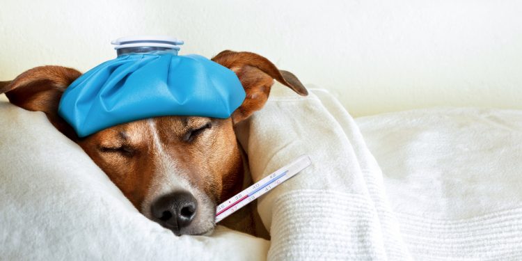Foto de que simula un perro enfermo en la cama con un termómetro en la boca