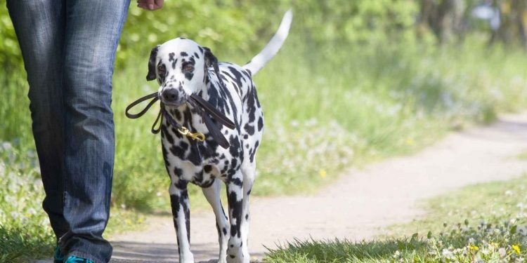 Foto de un perro paseando sin correa junto a su dueña