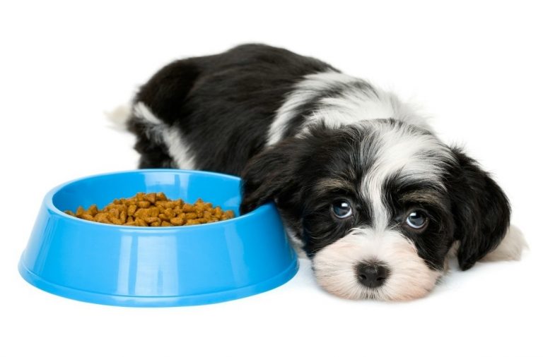 Top Mejores PIENSOS Para PERROS: Principales Marcas y Tipos (2021)