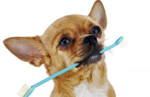 Perro pequeño con un cepilllo de dientes en la boca