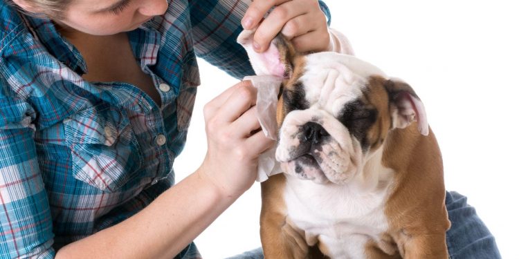 Chica limpiando las orejas de su perro con mucho cuidado