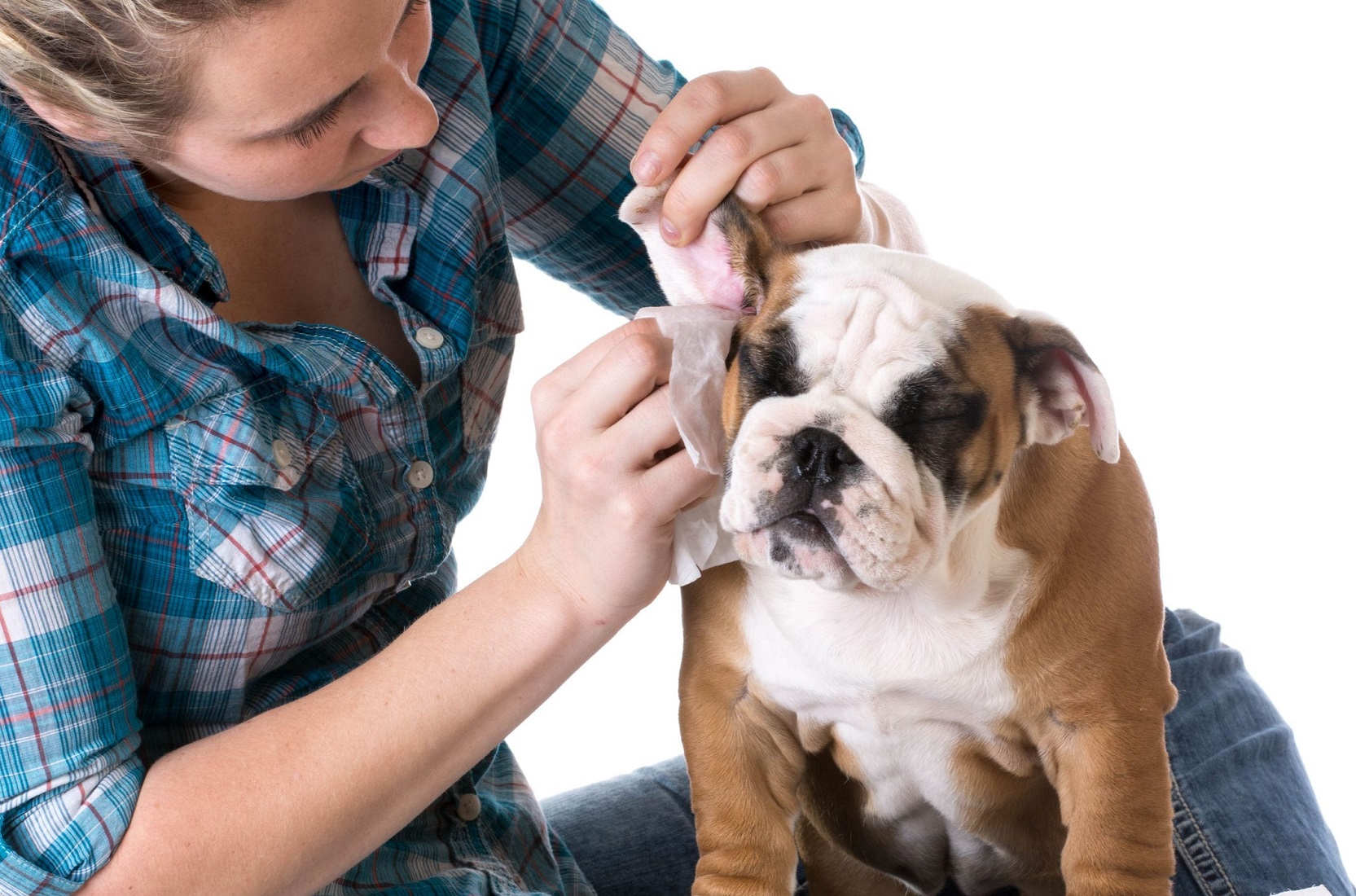 vino Apuesta Mareo Cómo lavar las orejas a mi perro. Formas, consejos y precauciones -  RedCanina.es