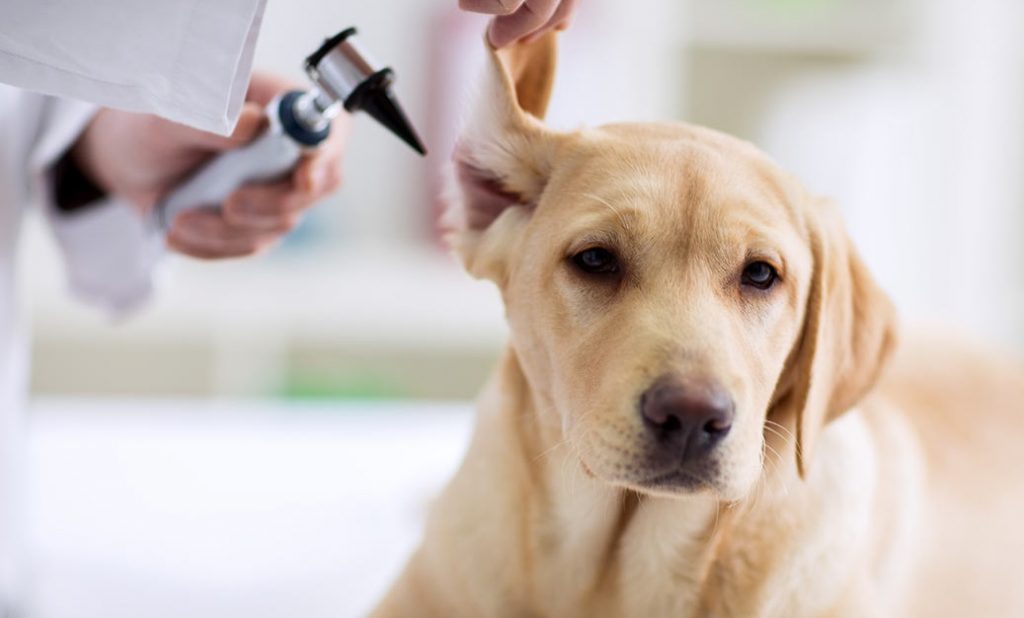 Veterinario revisando las orejas de un perro