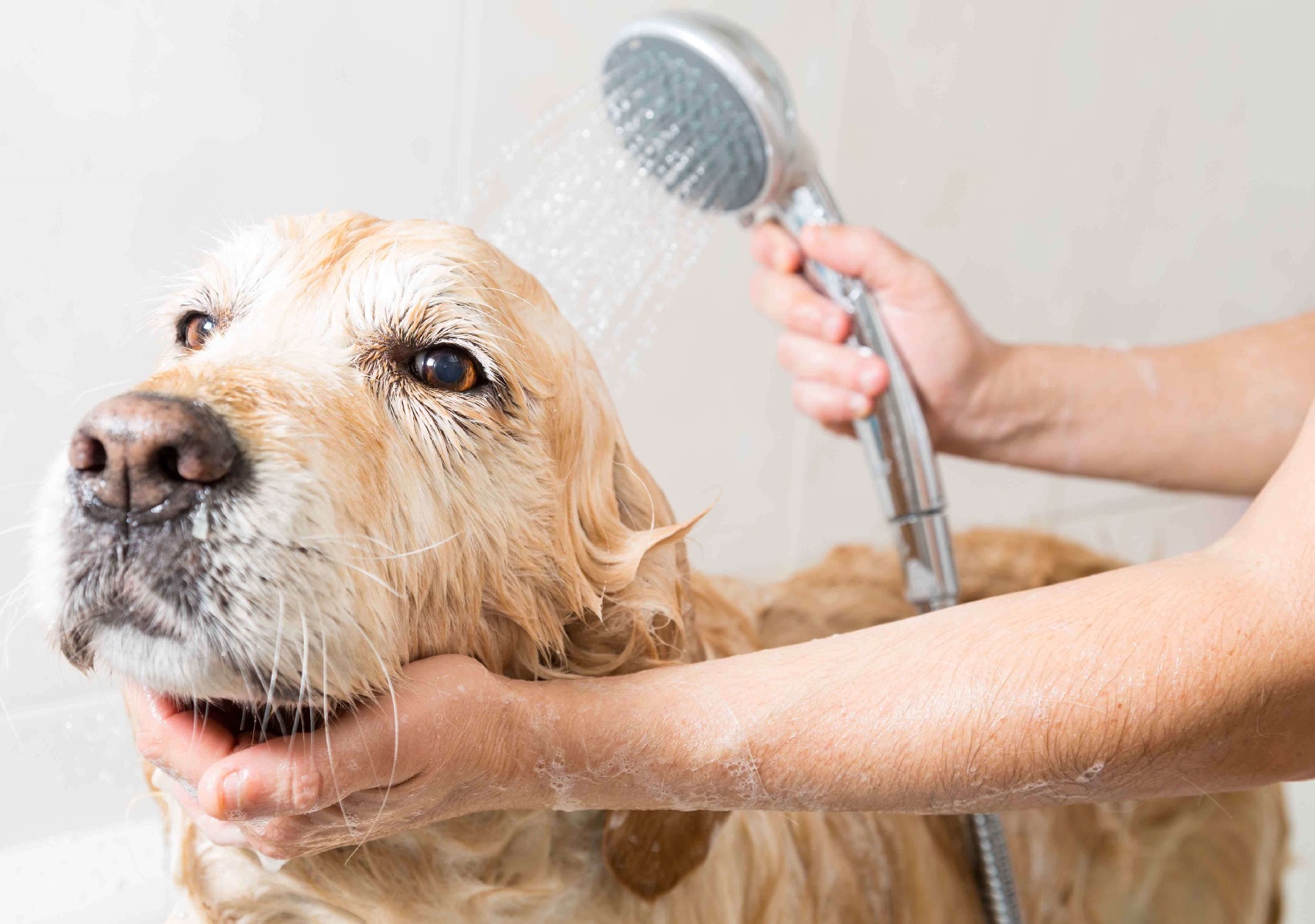 Foto de un perro que se queda quieto mientras lo están bañando