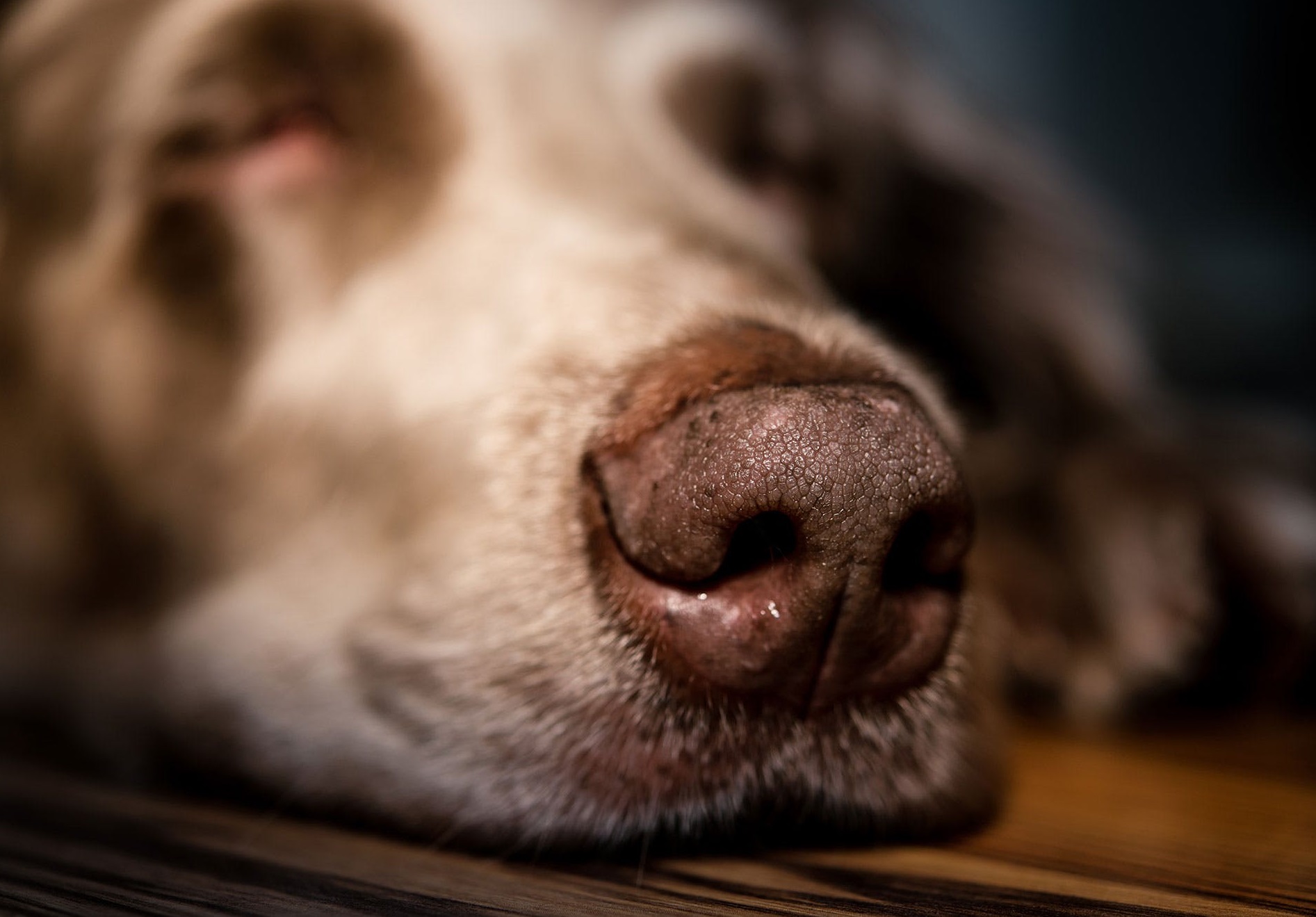 Cargado Simposio atractivo Cómo limpiar y descongestionar la nariz de mi perro - RedCanina.es