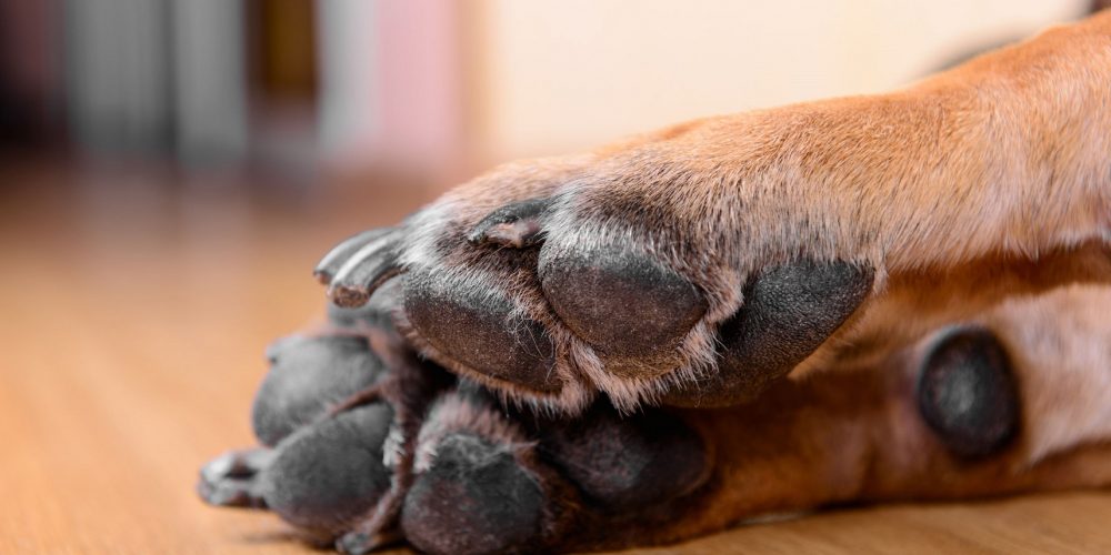 Foto las almohadillas de un perro