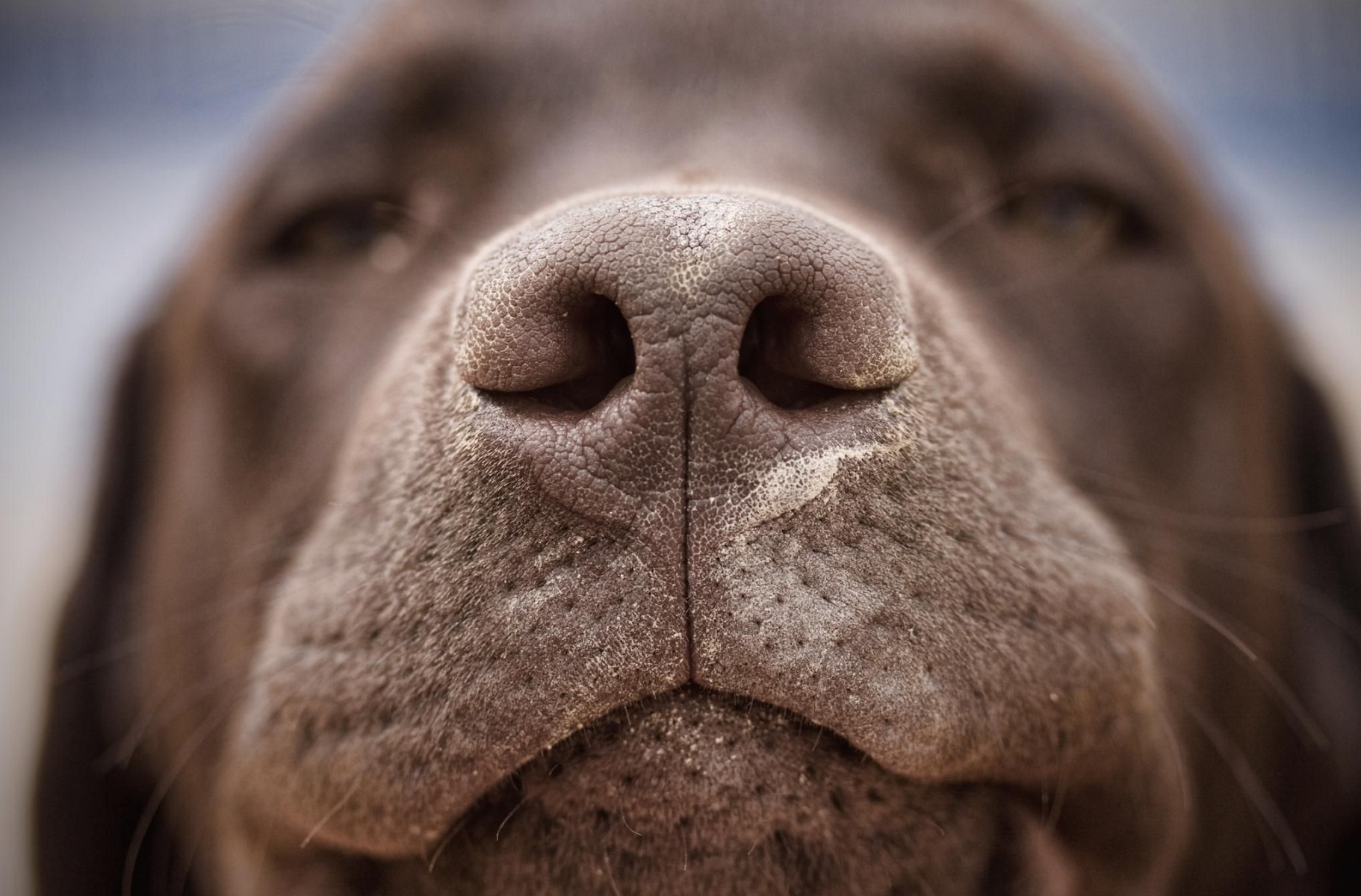 Foto de la nariz de un perro con la nariz muy seca
