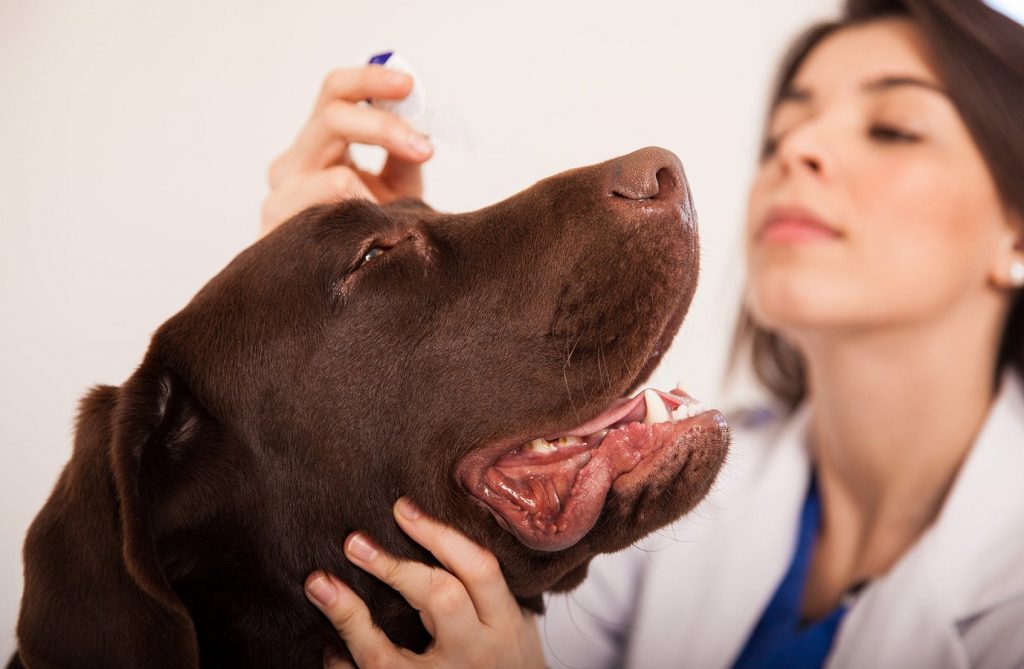 Veterinaria examinado a un perro con la nariz seca