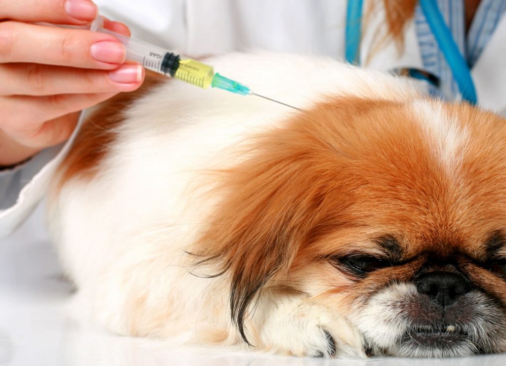 Foto de un veterinario poniendo una inyección de corticoides a un perro que ha entrado en contacto con la procesionaria