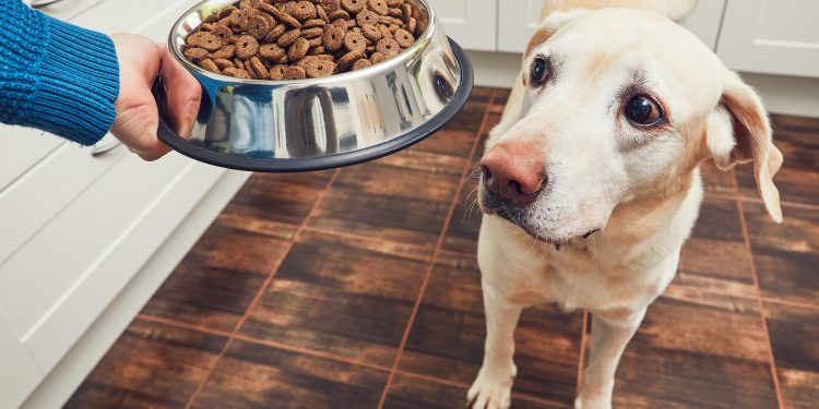 Perro mirando su cuenco de comida llena de croquetas para perro