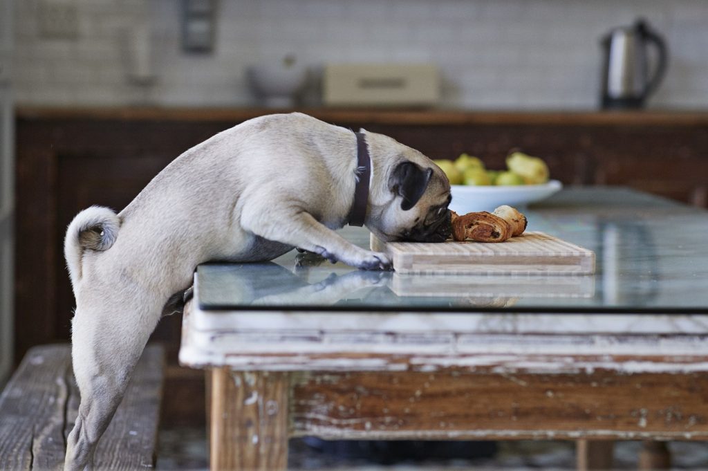 Perro intentando comer una pieza de bollería que hay sobre la mesa, una cosa que debes evitar por la salud de tu perro