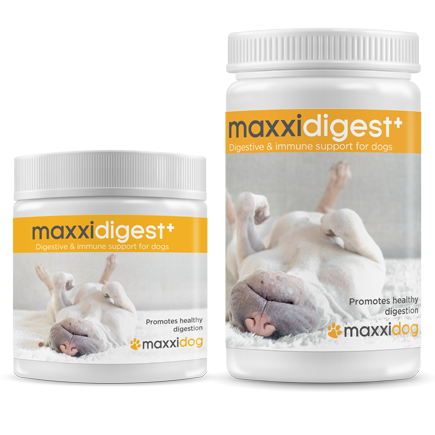 Maxxidigest, el producto mejor valorados para perros con problemas digestivos