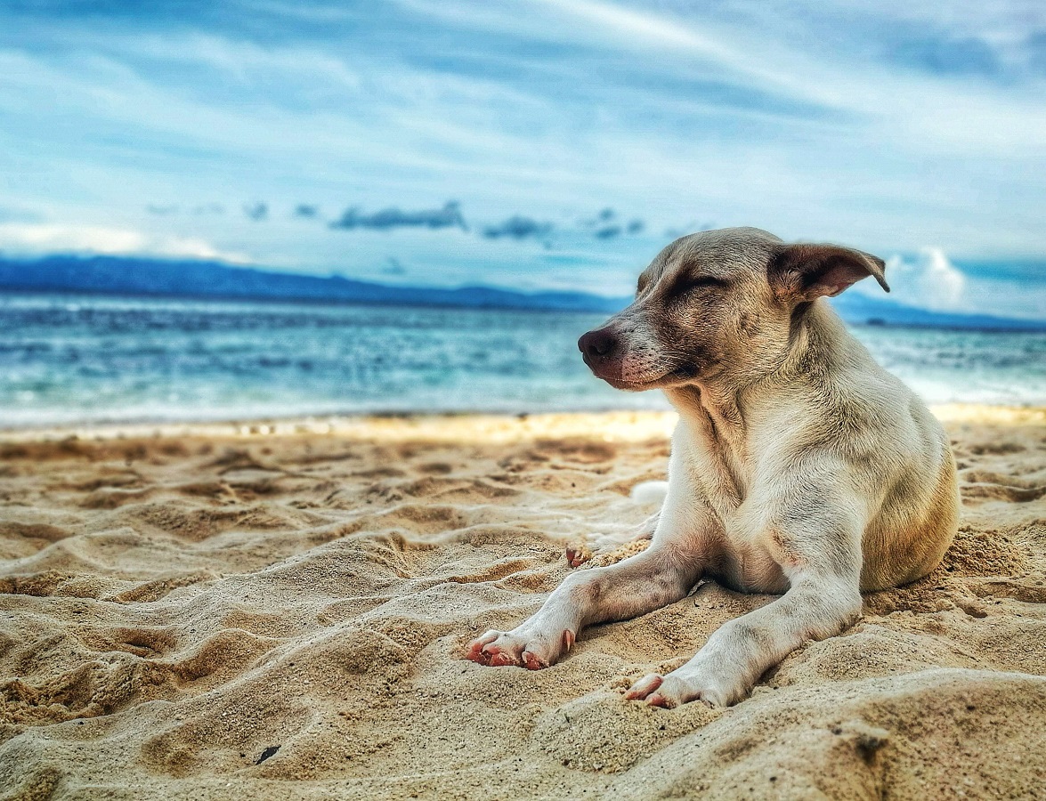 Disfruta con tu perro de la playa en Menorca en Cala des Gats