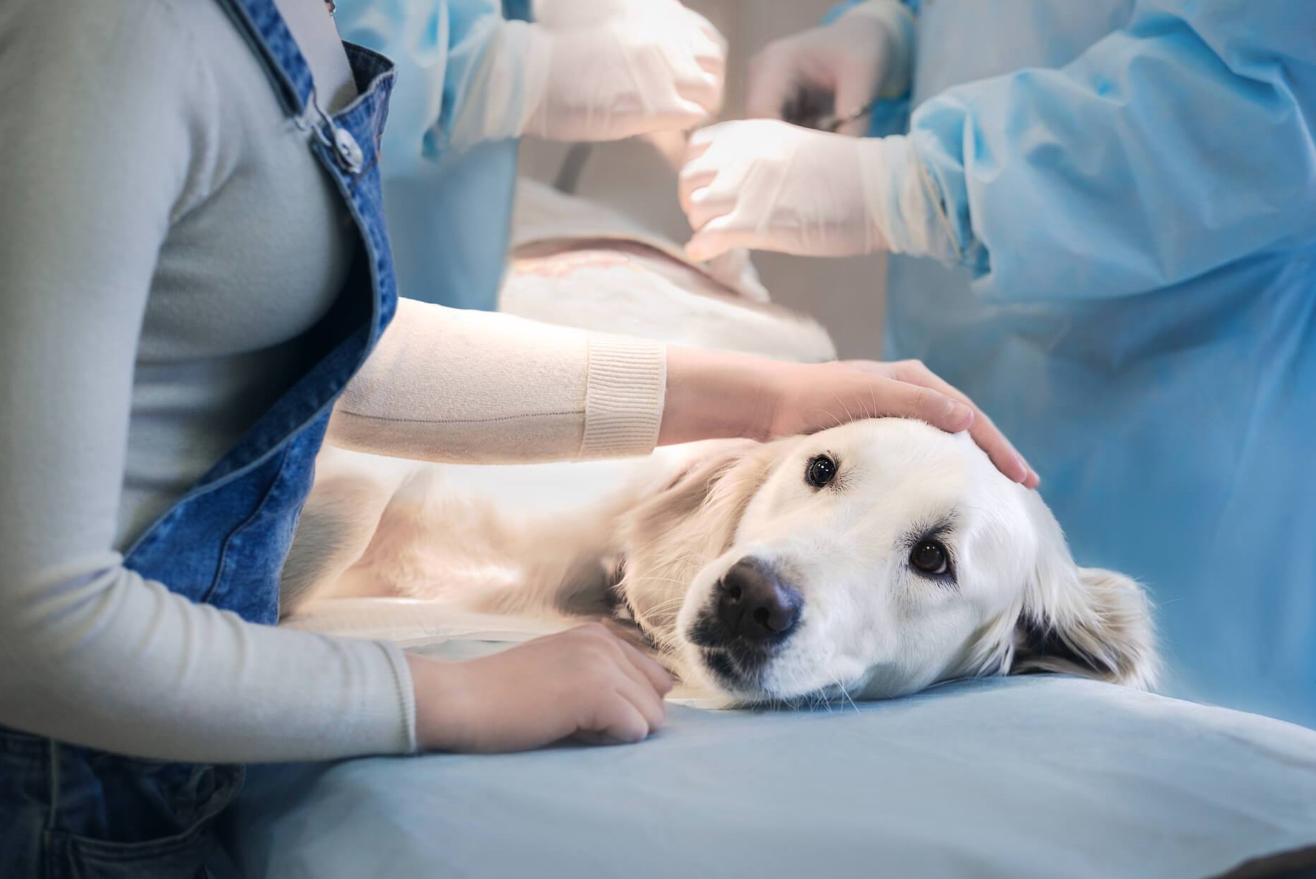 Perra en una camilla del veterinario en plena operación para ser esterilizada