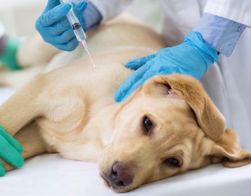 Perro en la camilla del veterinario a punto de recibir una inyección debido a un problema de diabetes