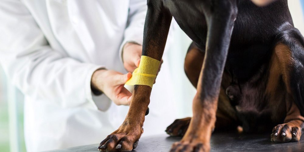 Perro en el veterinario en la camilla mientras le tratan un pata por problemas de artritis