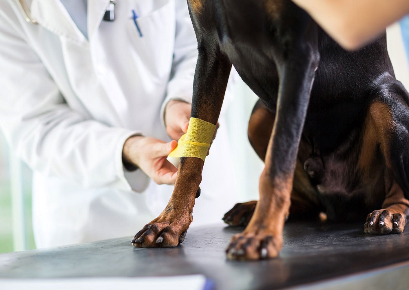 Perro en el veterinario en la camilla mientras le tratan un pata por problemas de artritis