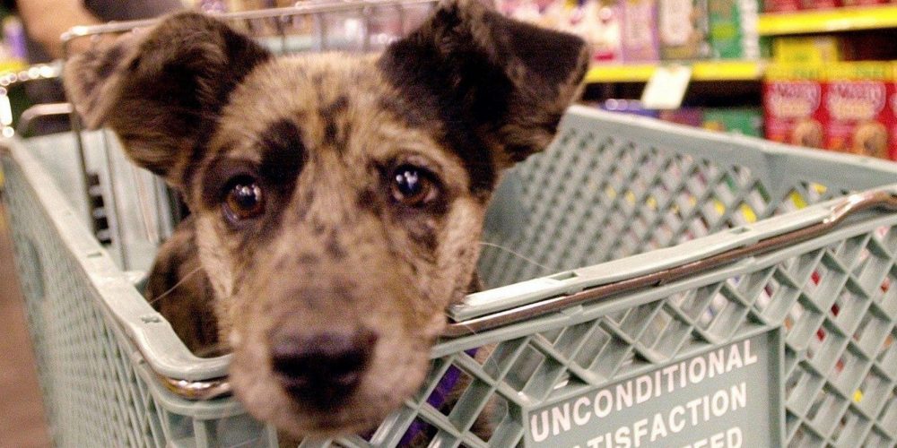 Perro en el carro de un supermercado mientras su dueño analiza las etiquetas de comida para perros