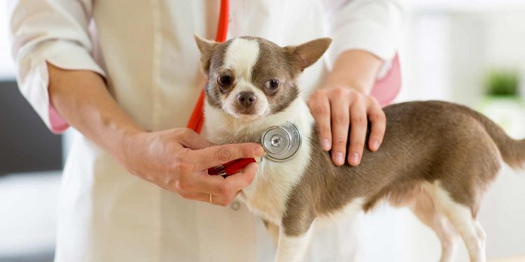 veterinario comprobando el latido de un perro en su consulta