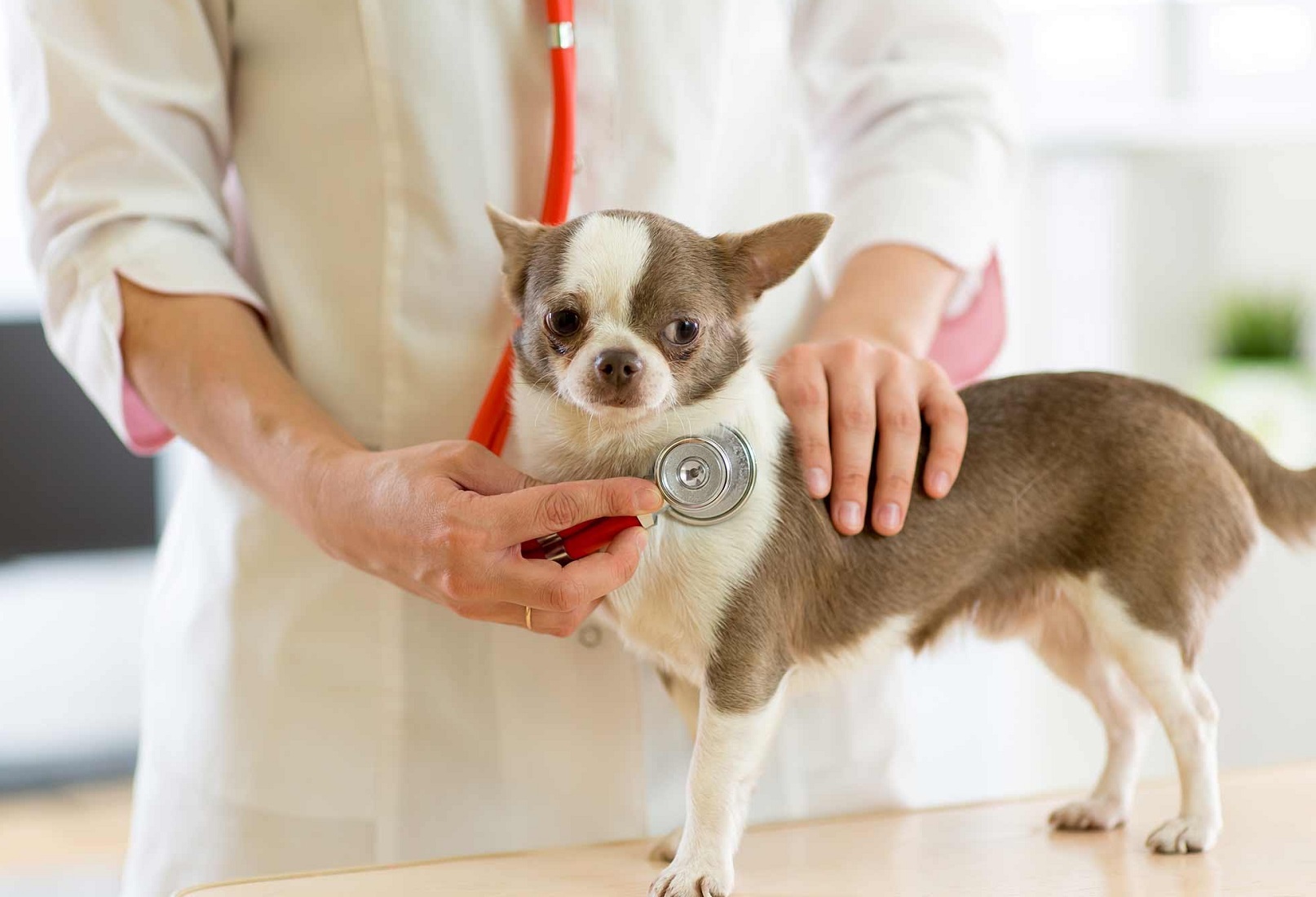 veterinario comprobando el latido de un perro en su consulta