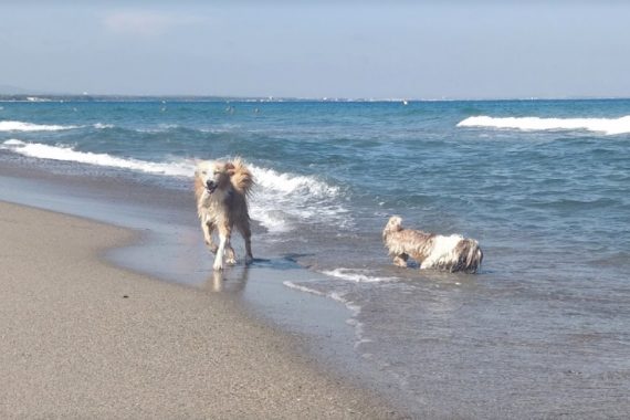 Playa para Perros de Punta del Riu en Miami Platja Montroig Tarragona