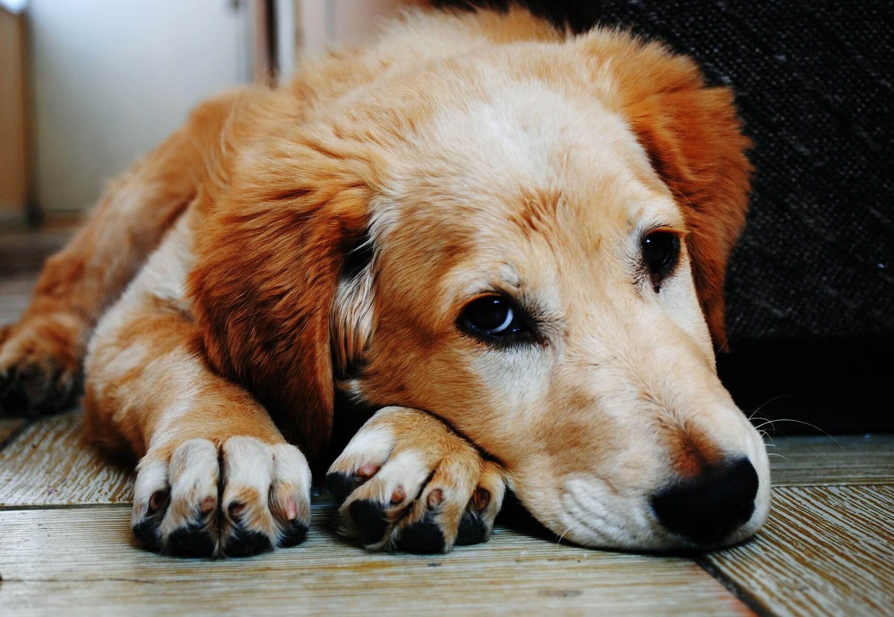HEPATITIS Canina: Cómo detectarla, y tratamiento - Redcanina