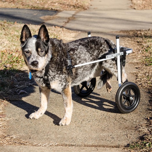 Silla de ruedas para las patas traseras del perro