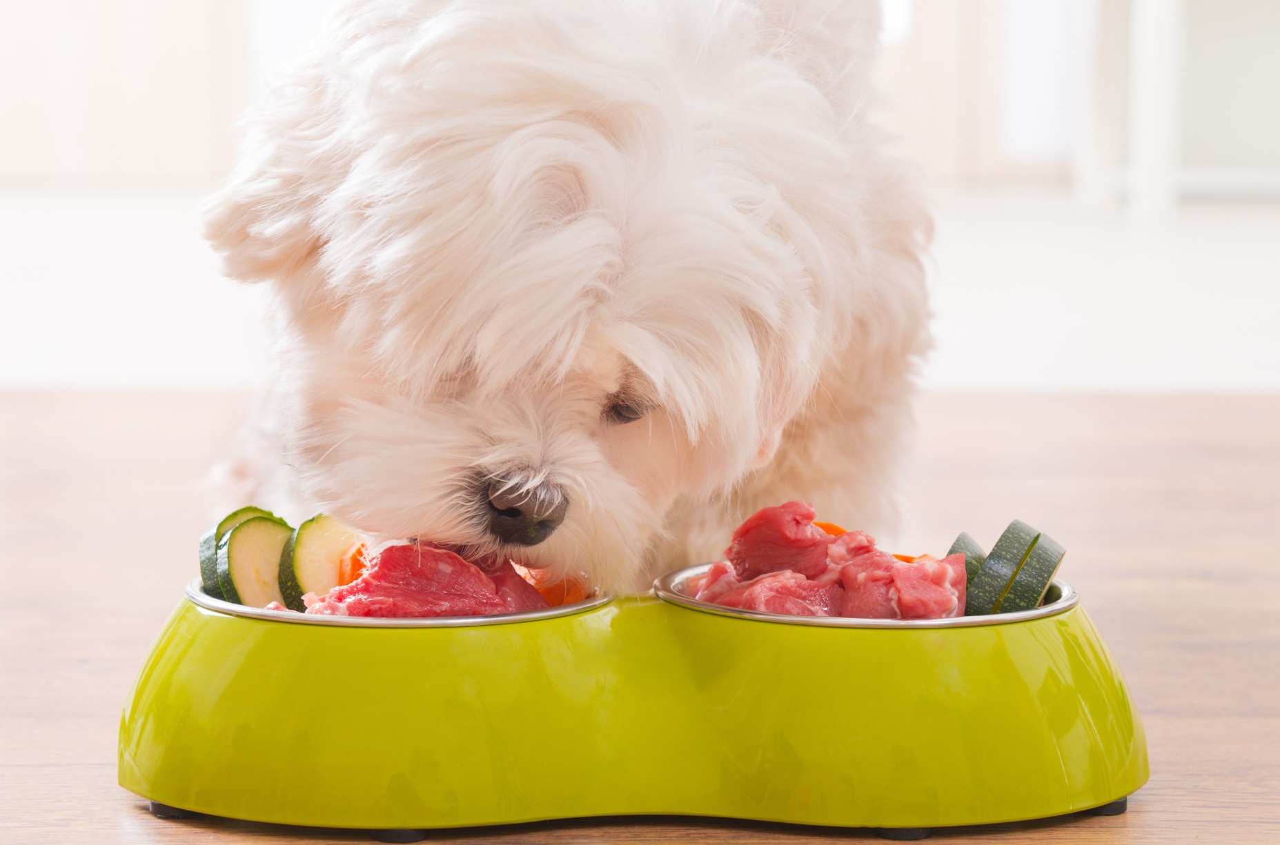 Todo Sobre La Dieta BARF Para Perros - Super Guía 2019 - Redcanina